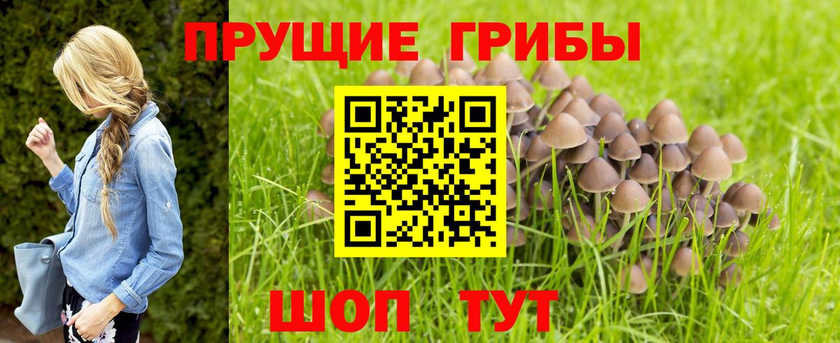 Псилоцибиновые грибы Psilocybine cubensis Будённовск